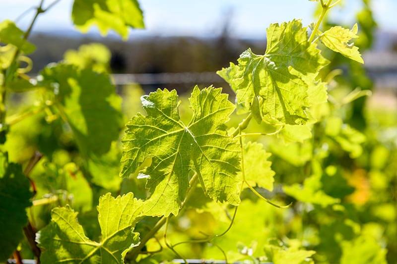vines at glenayr wines climate