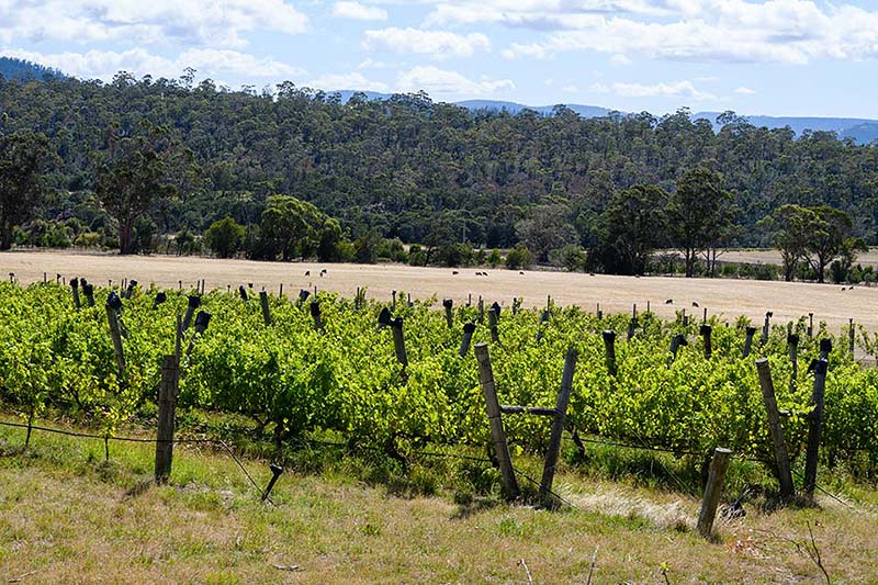 GlenAyr wines location Richmond Tasmania